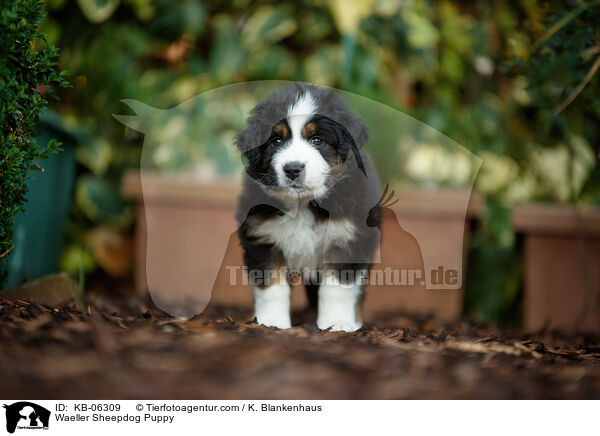 Waeller Sheepdog Puppy / KB-06309