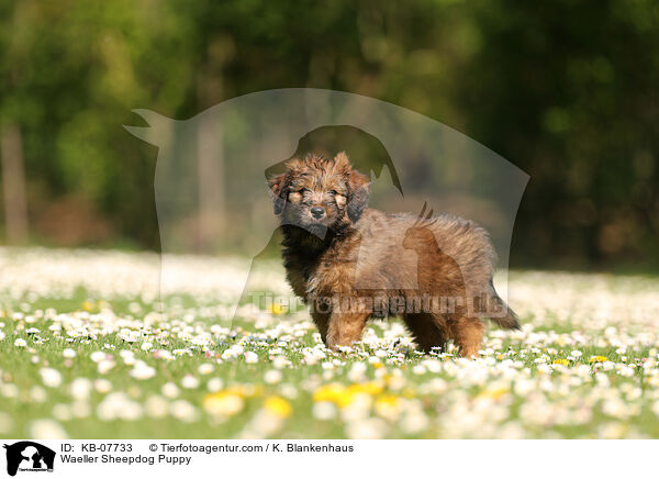 Waeller Sheepdog Puppy / KB-07733