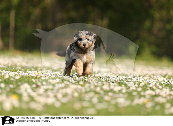 Waeller Sheepdog Puppy / KB-07735