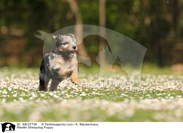 Waeller Sheepdog Puppy / KB-07739