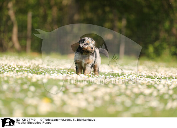 Waeller Sheepdog Puppy / KB-07740