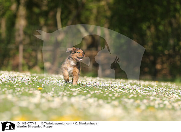 Waeller Sheepdog Puppy / KB-07748