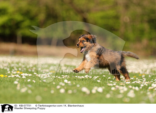 Wller Welpe / Waeller Sheepdog Puppy / KB-07751
