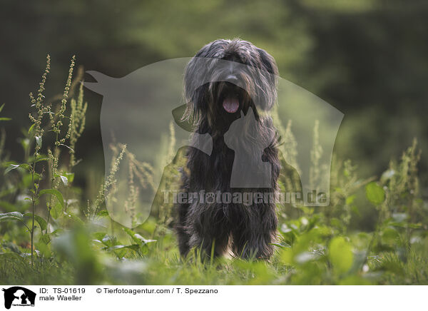 Wller Rde / male Waeller / TS-01619