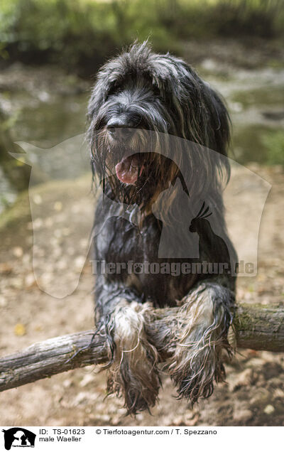 Wller Rde / male Waeller / TS-01623