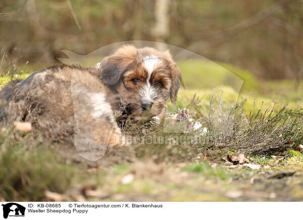 Wller Welpe / Waeller Sheepdog Puppy / KB-08685