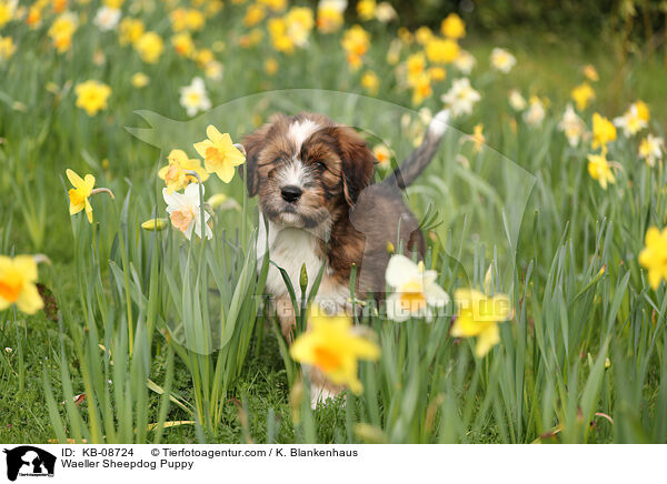 Wller Welpe / Waeller Sheepdog Puppy / KB-08724