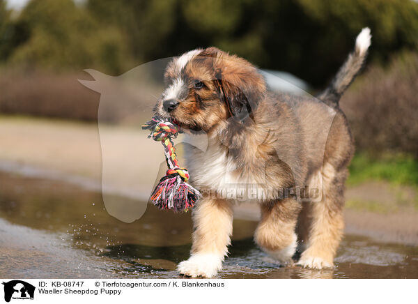 Waeller Sheepdog Puppy / KB-08747