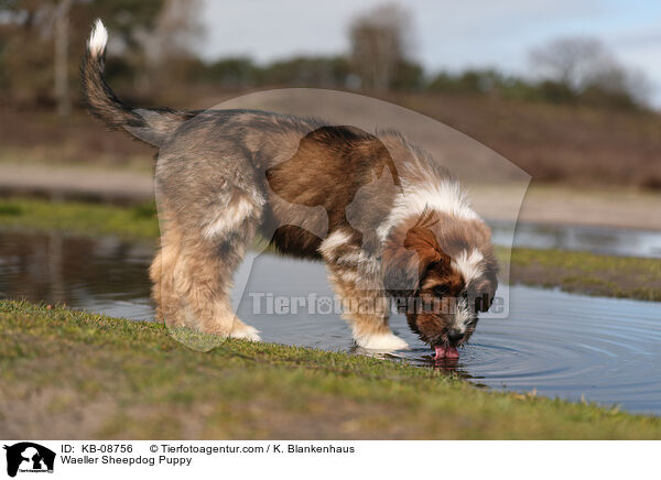 Waeller Sheepdog Puppy / KB-08756