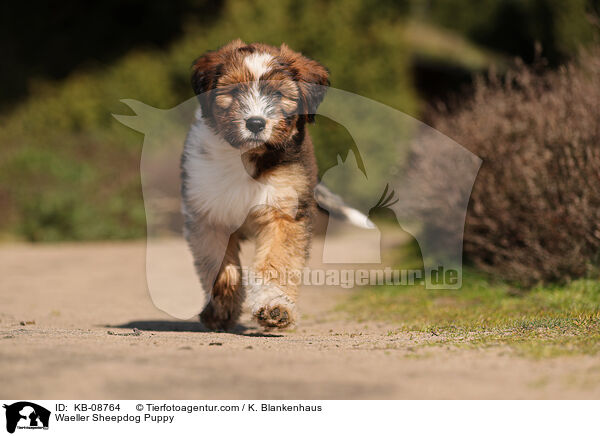 Waeller Sheepdog Puppy / KB-08764