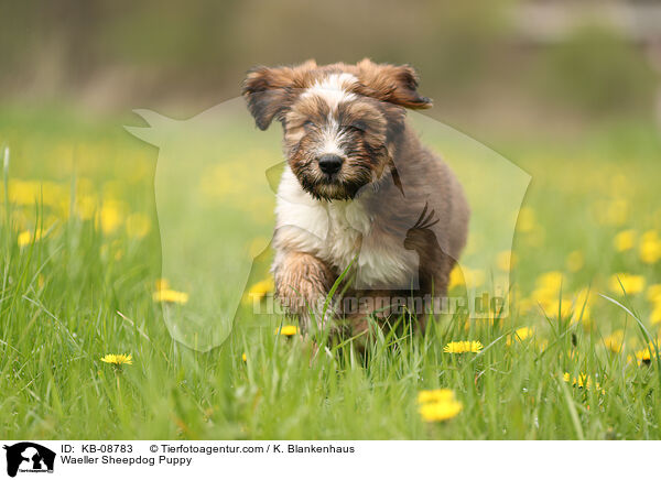 Waeller Sheepdog Puppy / KB-08783