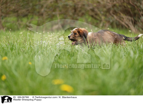 Waeller Sheepdog Puppy / KB-08788