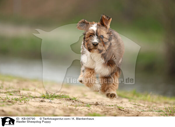 Waeller Sheepdog Puppy / KB-08790
