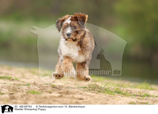 Waeller Sheepdog Puppy / KB-08793