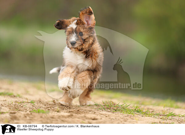 Waeller Sheepdog Puppy / KB-08794