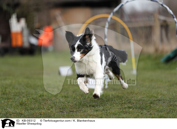 Wller / Waeller Sheepdog / KB-09312
