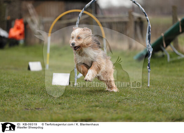 Wller / Waeller Sheepdog / KB-09319