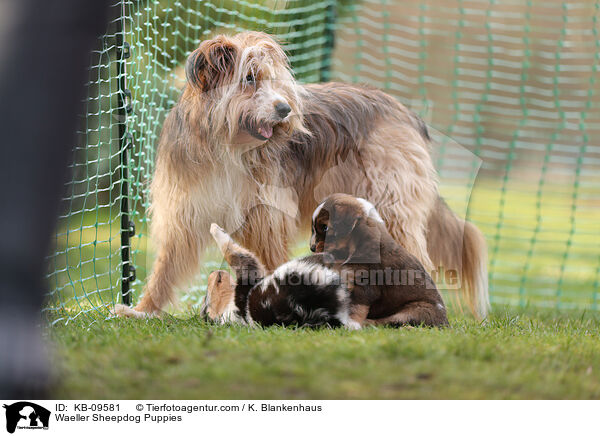 Waeller Sheepdog Puppies / KB-09581