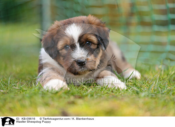 Waeller Sheepdog Puppy / KB-09616