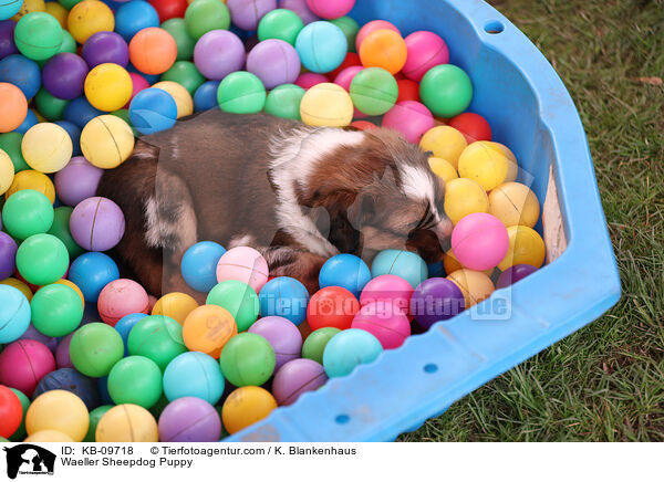 Wller Welpe / Waeller Sheepdog Puppy / KB-09718