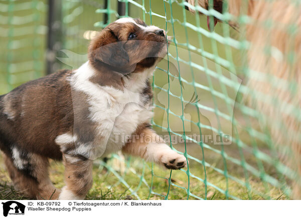 Waeller Sheepdog Puppies / KB-09792