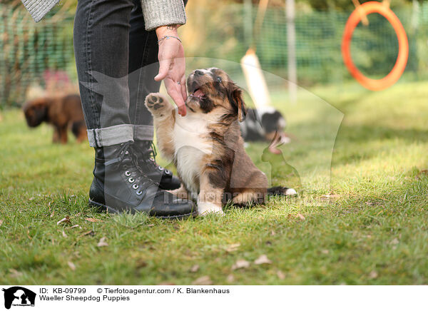 Wller Welpen / Waeller Sheepdog Puppies / KB-09799