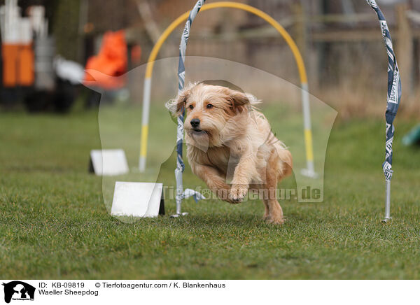 Waeller Sheepdog / KB-09819