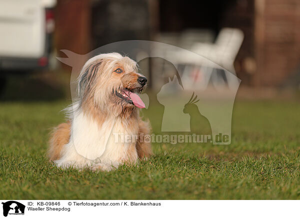 Waeller Sheepdog / KB-09846