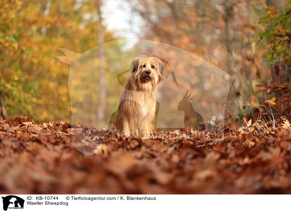 Waeller Sheepdog / KB-10744