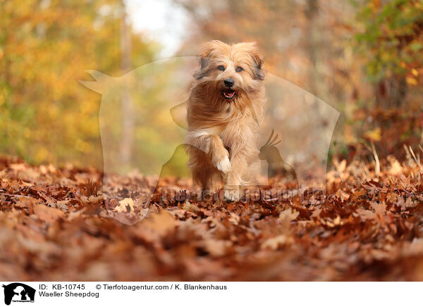 Waeller Sheepdog / KB-10745