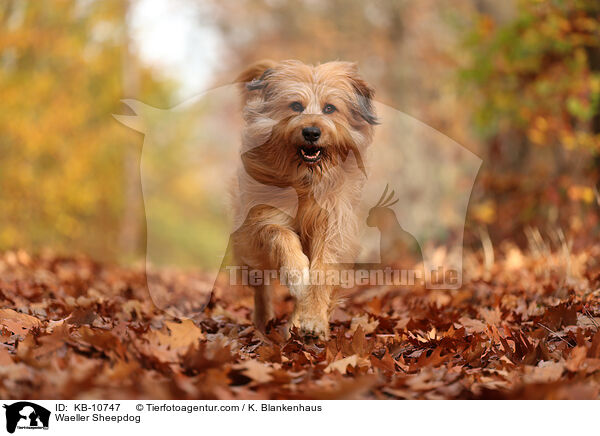 Waeller Sheepdog / KB-10747