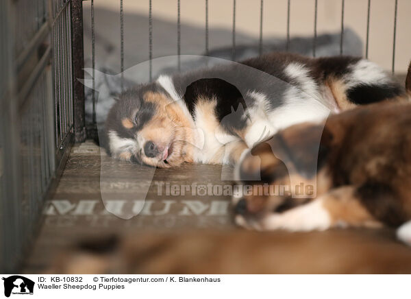Waeller Sheepdog Puppies / KB-10832