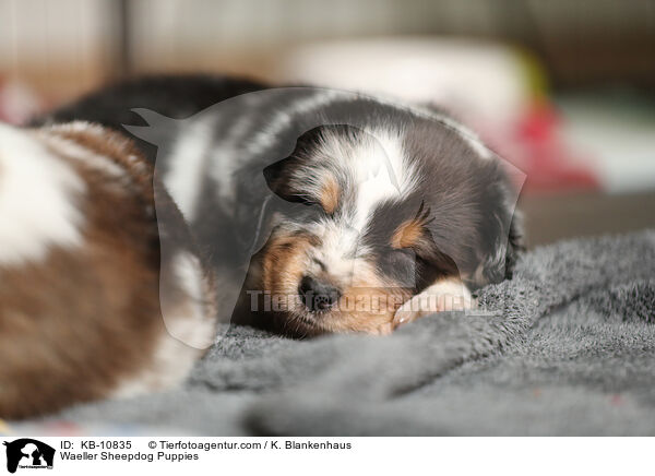 Waeller Sheepdog Puppies / KB-10835