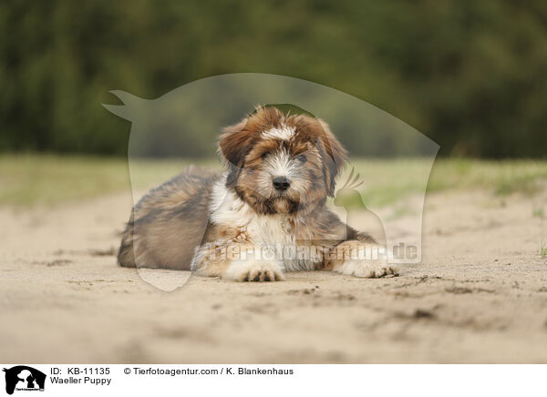 Waeller Puppy / KB-11135