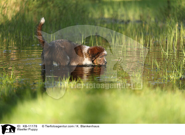 Wller Welpe / Waeller Puppy / KB-11178