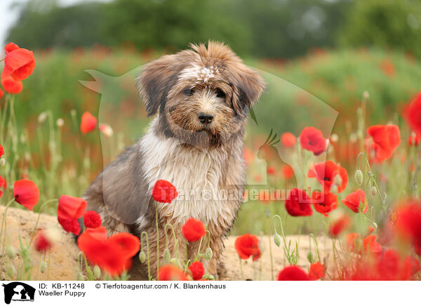 Wller Welpe / Waeller Puppy / KB-11248