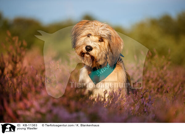 junger Wller / young Waeller / KB-11363