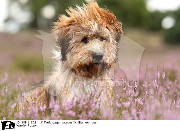 Waeller Puppy / KB-11652