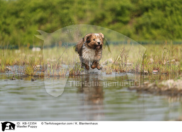 Waeller Puppy / KB-12354