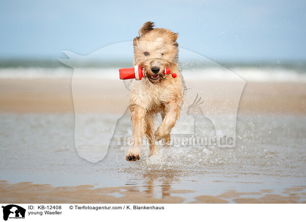 junger Wller / young Waeller / KB-12408