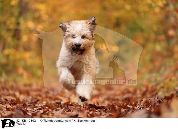 Wller / Waeller / KB-12802