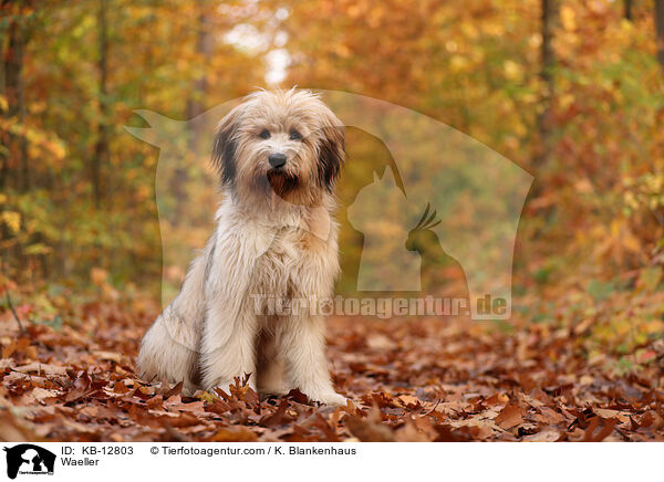 Wller / Waeller / KB-12803