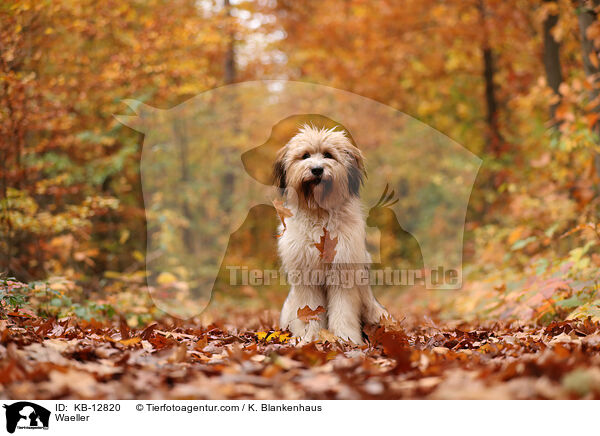 Wller / Waeller / KB-12820