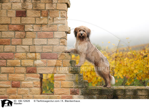 Wller / Waeller / KB-12826