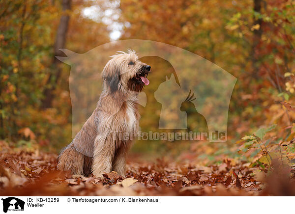 Wller / Waeller / KB-13259