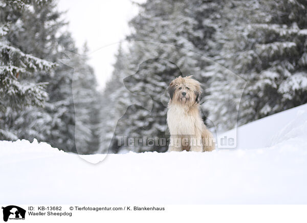 Waeller Sheepdog / KB-13682