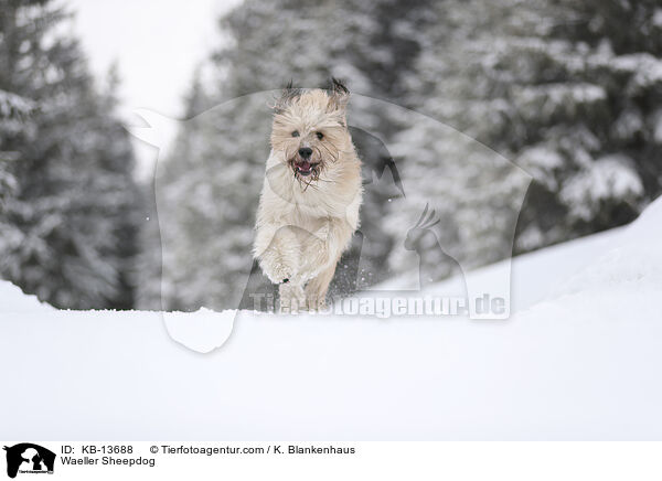 Waeller Sheepdog / KB-13688