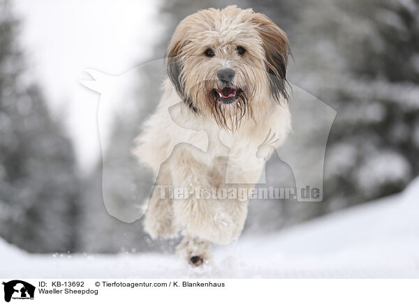 Waeller Sheepdog / KB-13692