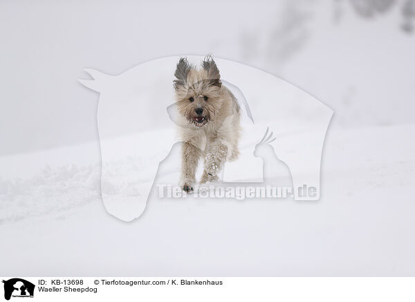 Waeller Sheepdog / KB-13698