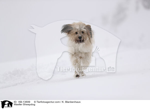 Wller / Waeller Sheepdog / KB-13699